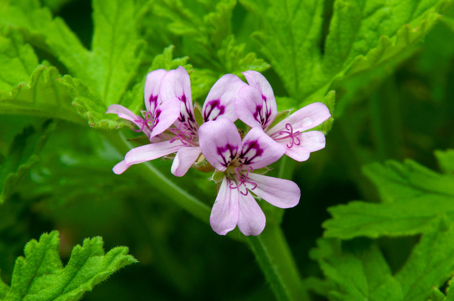Pelargonium Graveolens (Lemon Rose Geranium)