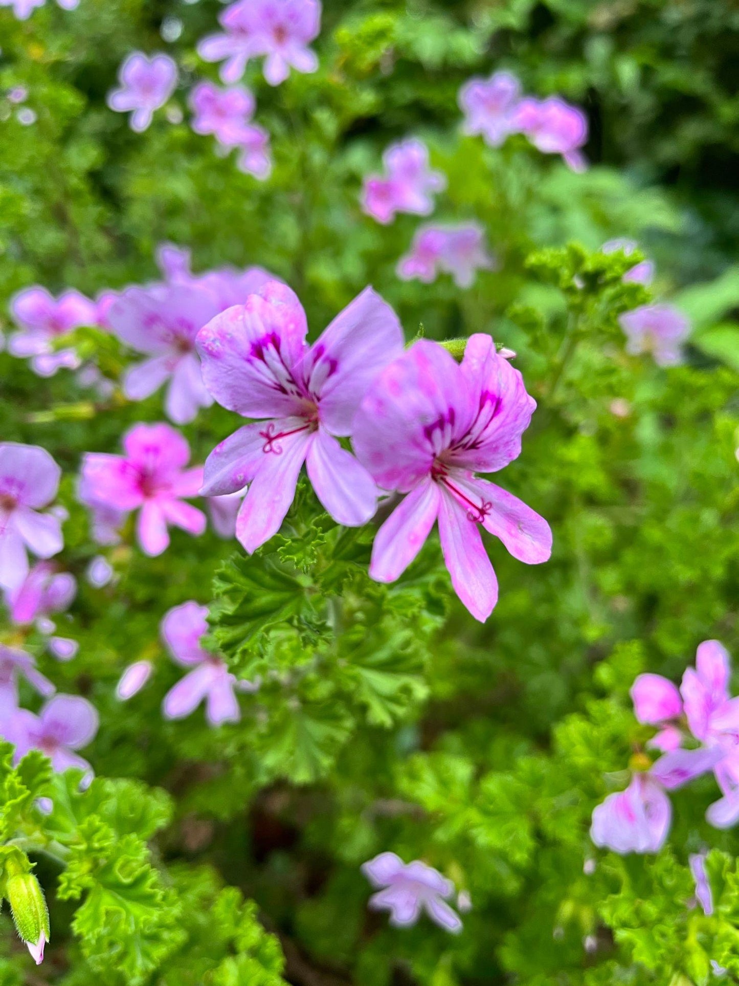 Pelargonium Graveolens (Lemon Rose Geranium)