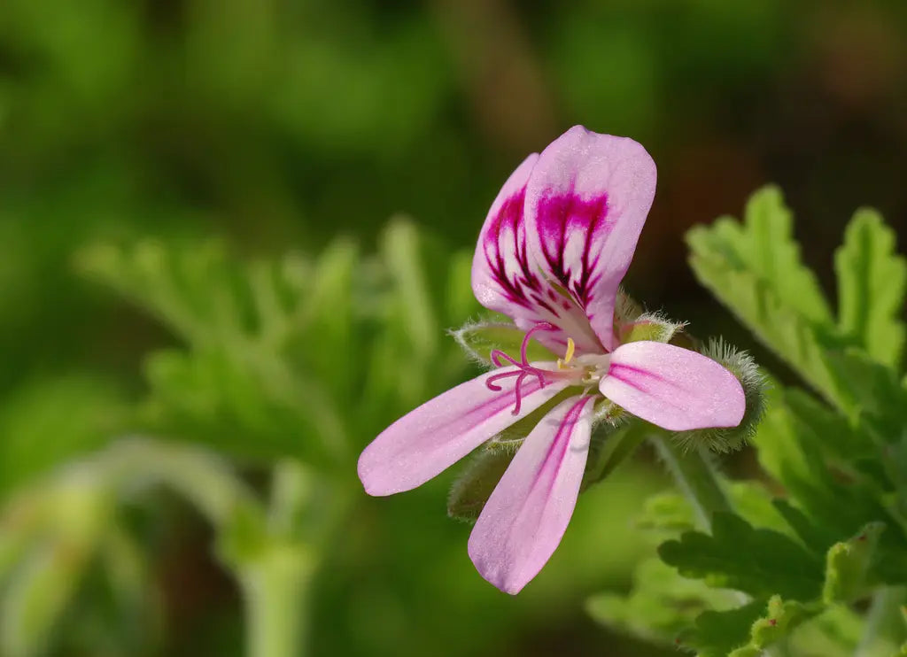 Pelargonium Graveolens (Scented Geranium)