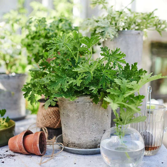 Pelargonium Graveolens (Scented Geranium)