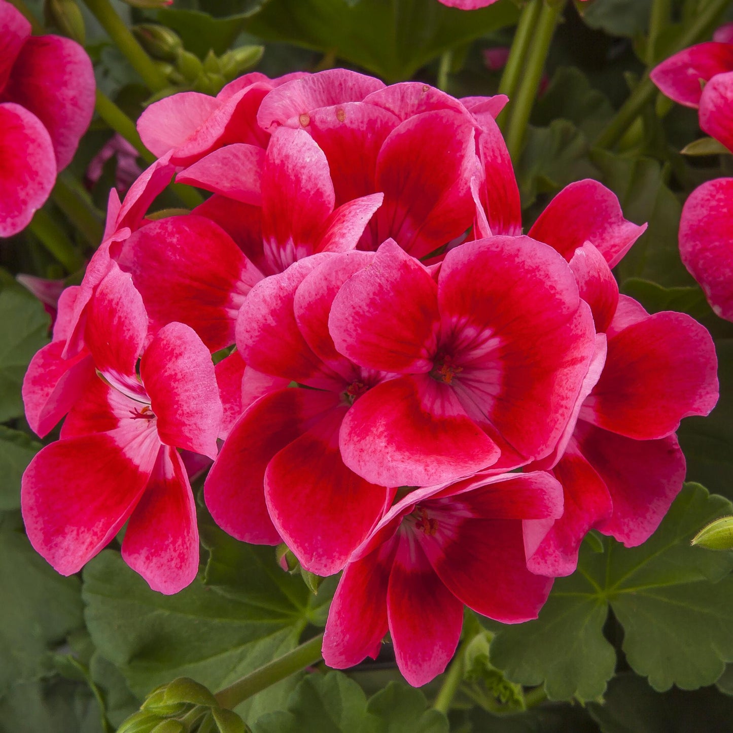 Pelargonium Interspecific Pretty Little® ‘Pink Splash’ (Geranium)