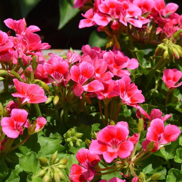 Pelargonium Interspecific Pretty Little® ‘Pink Splash’ (Geranium)