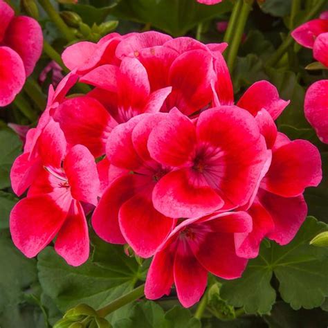 Pelargonium Interspecific Pretty Little® ‘Pink Splash’ (Geranium)
