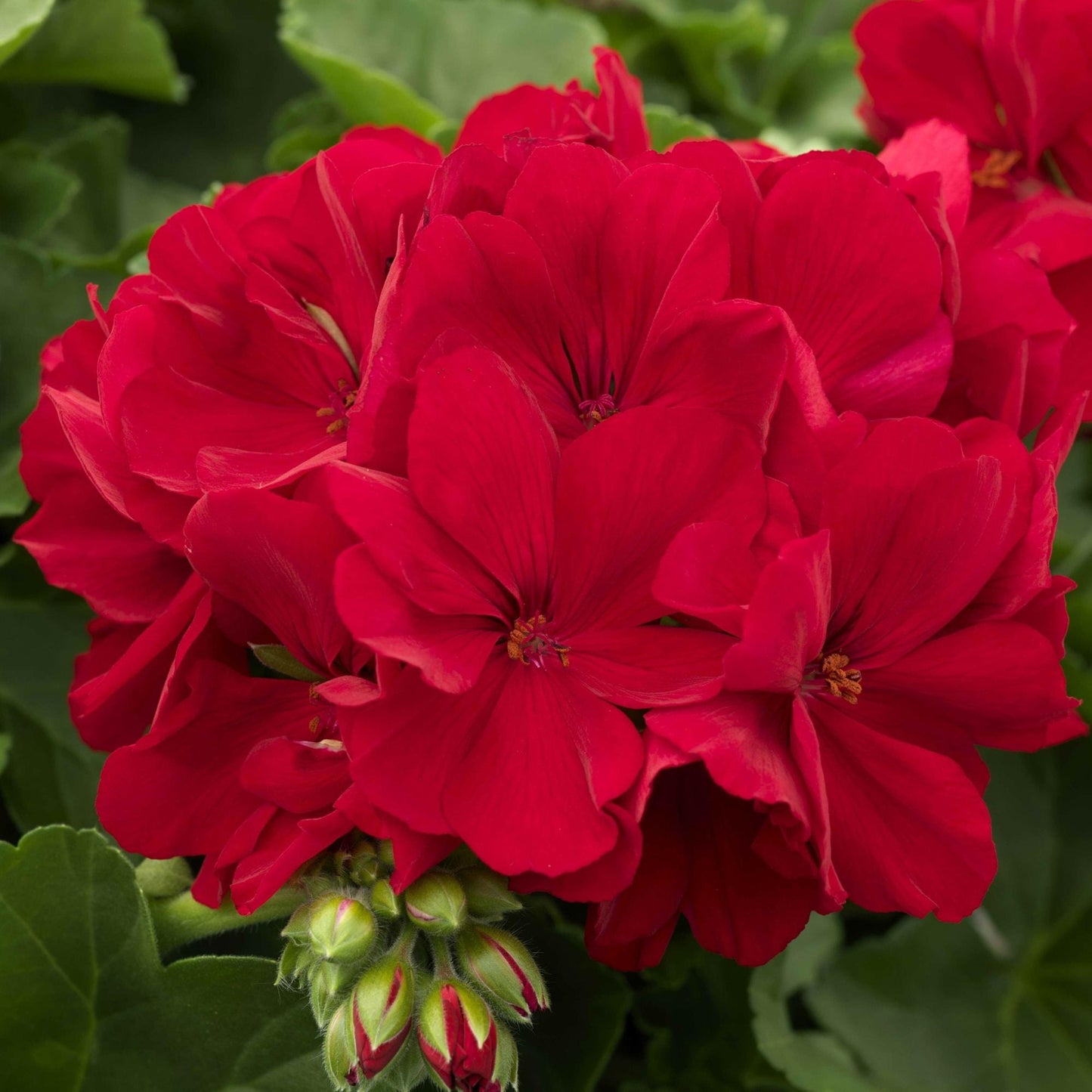 Pelargonium Interspecific ‘Calliope Big Red’ (Geranium)