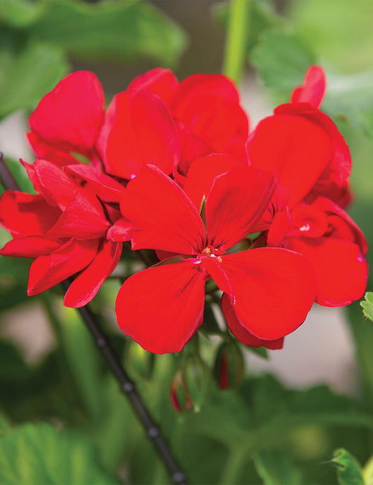 Pelargonium Interspecific ‘Calliope Big Red’ (Geranium)