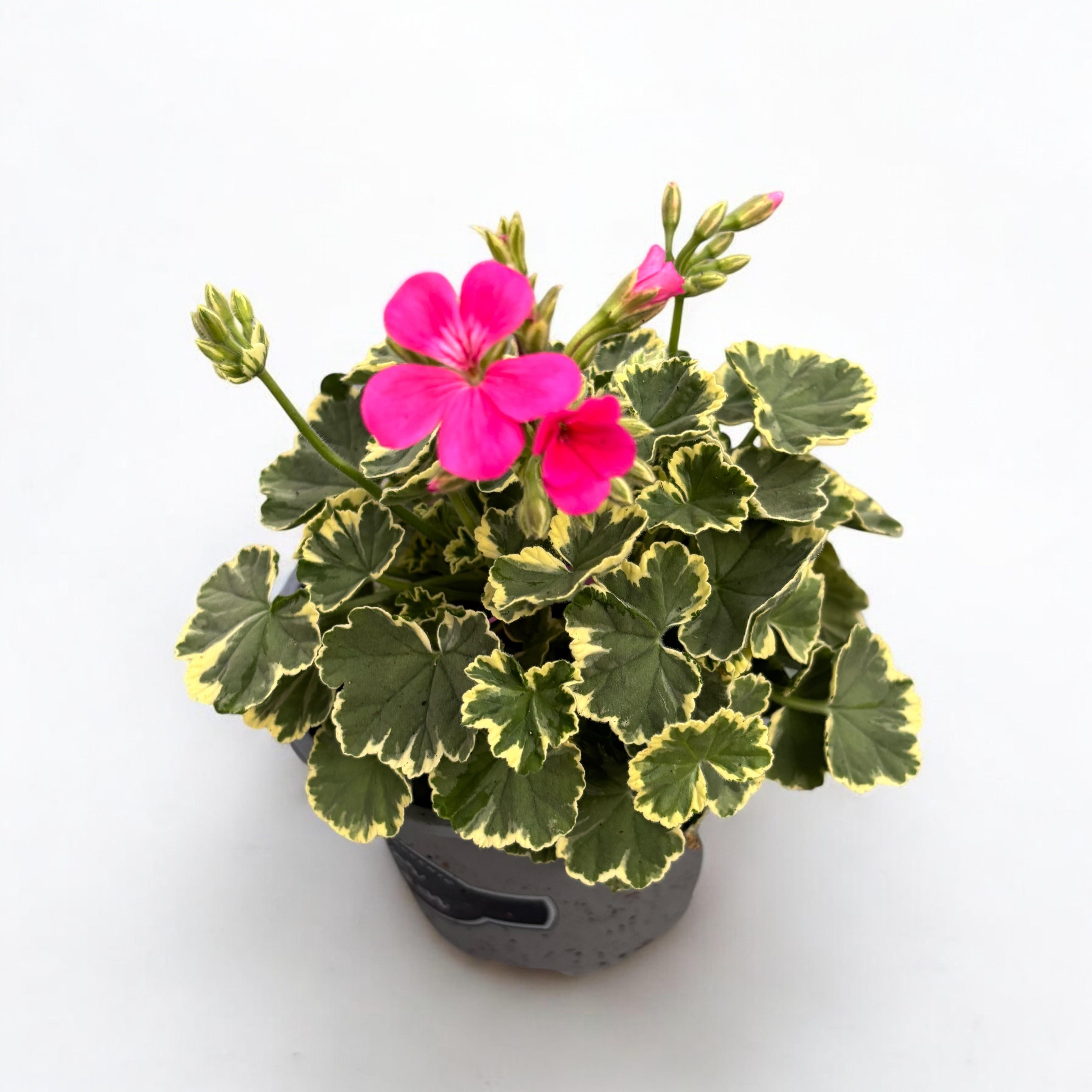 Pelargonium Madame Salleron (Variegated Geranium)