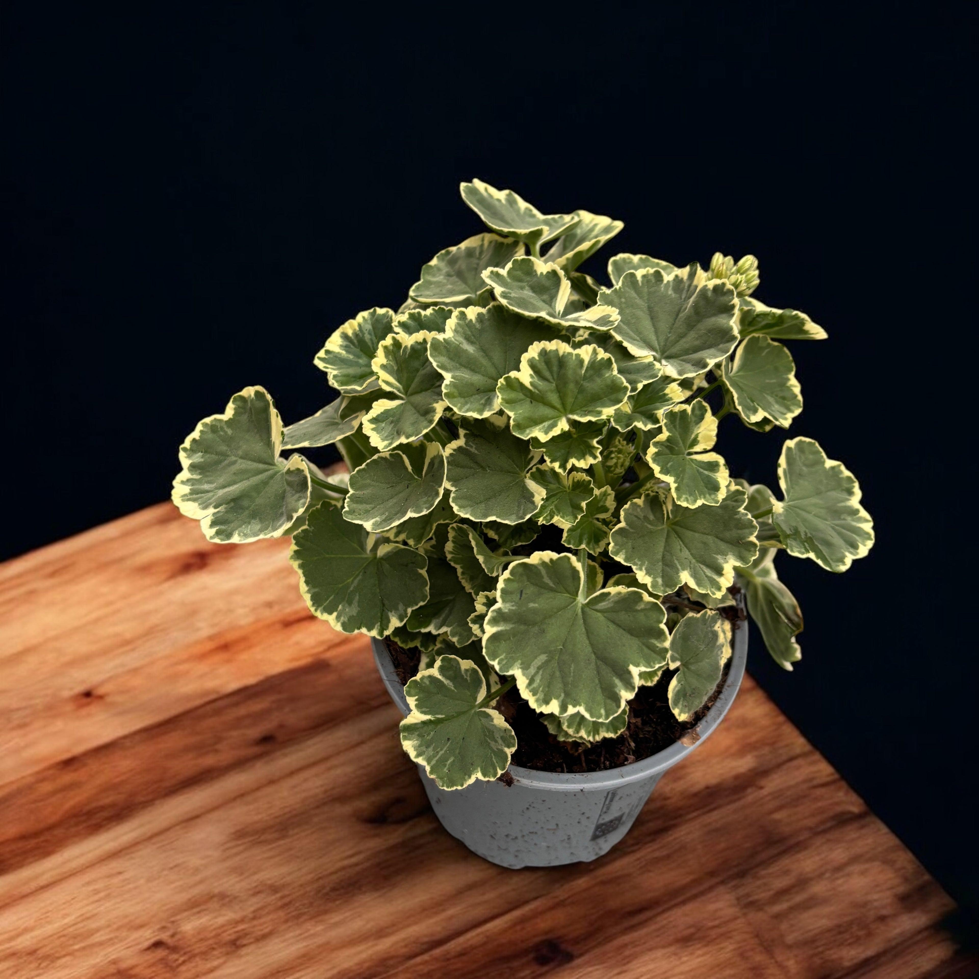 Pelargonium Madame Salleron (Variegated Geranium)
