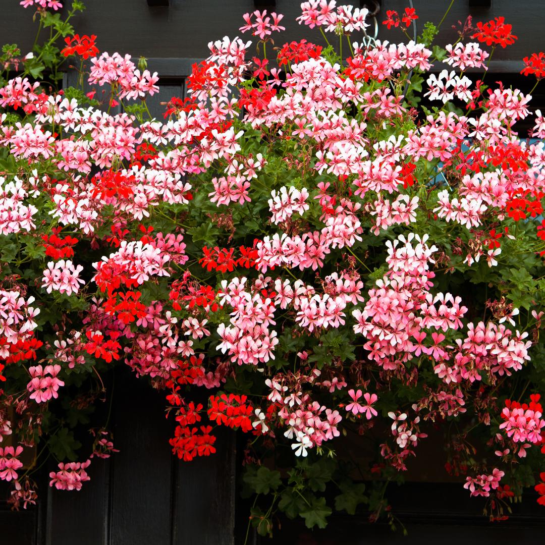 Pelargonium Peltatum ‘Corriente Beach’ (Ivy Geranium)