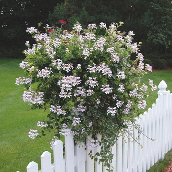 Pelargonium Peltatum ‘Corriente Beach’ (Ivy Geranium)