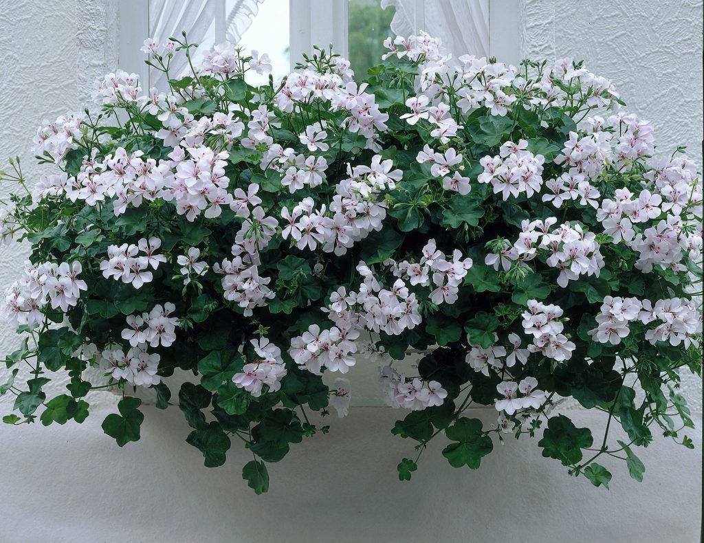 Pelargonium Peltatum ‘Corriente Beach’ (Ivy Geranium)