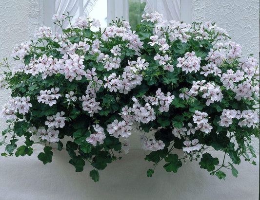 Pelargonium Peltatum ‘Corriente Beach’ (Ivy Geranium)
