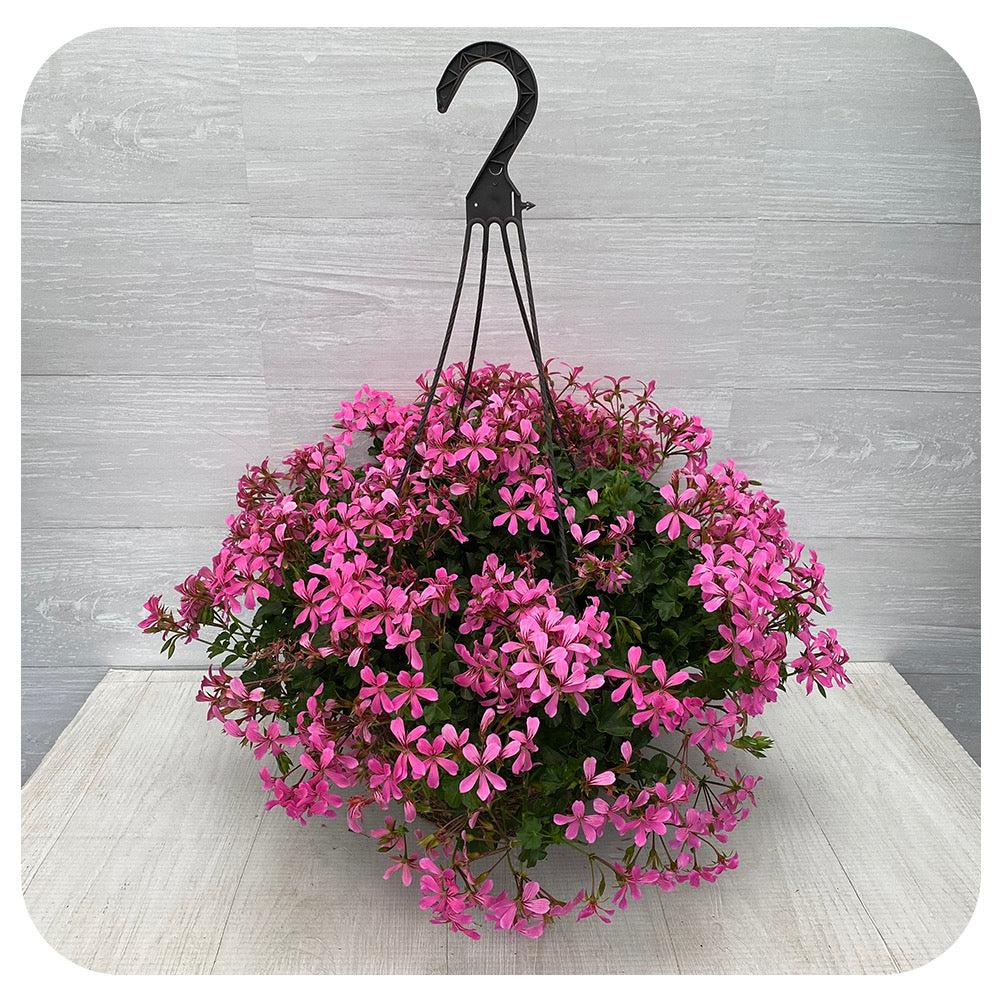 Pelargonium Peltatum ‘Great Balls Of Fire Dark Pink’ (Ivy Geranium Great Balls Of Fire Dark Pink)
