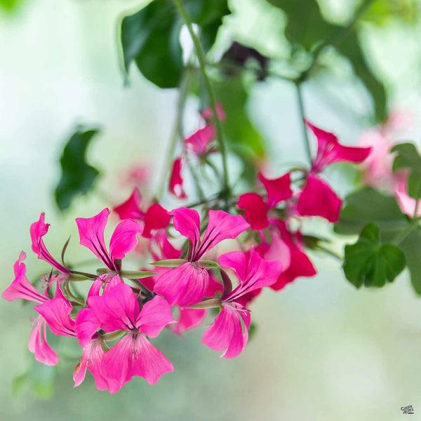 Pelargonium Peltatum ‘Great Balls Of Fire Dark Pink’ (Ivy Geranium Great Balls Of Fire Dark Pink)