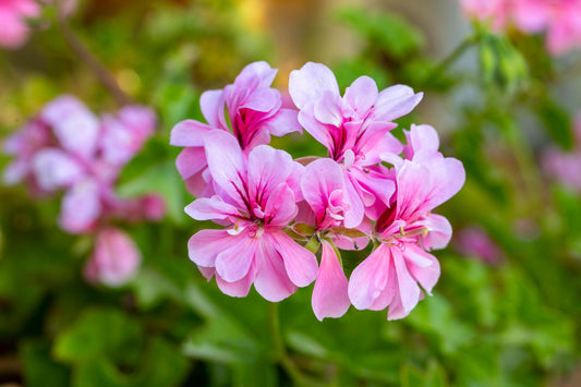 Pelargonium Peltatum ‘Great Balls Of Fire Dark Pink’ (Ivy Geranium Great Balls Of Fire Dark Pink)