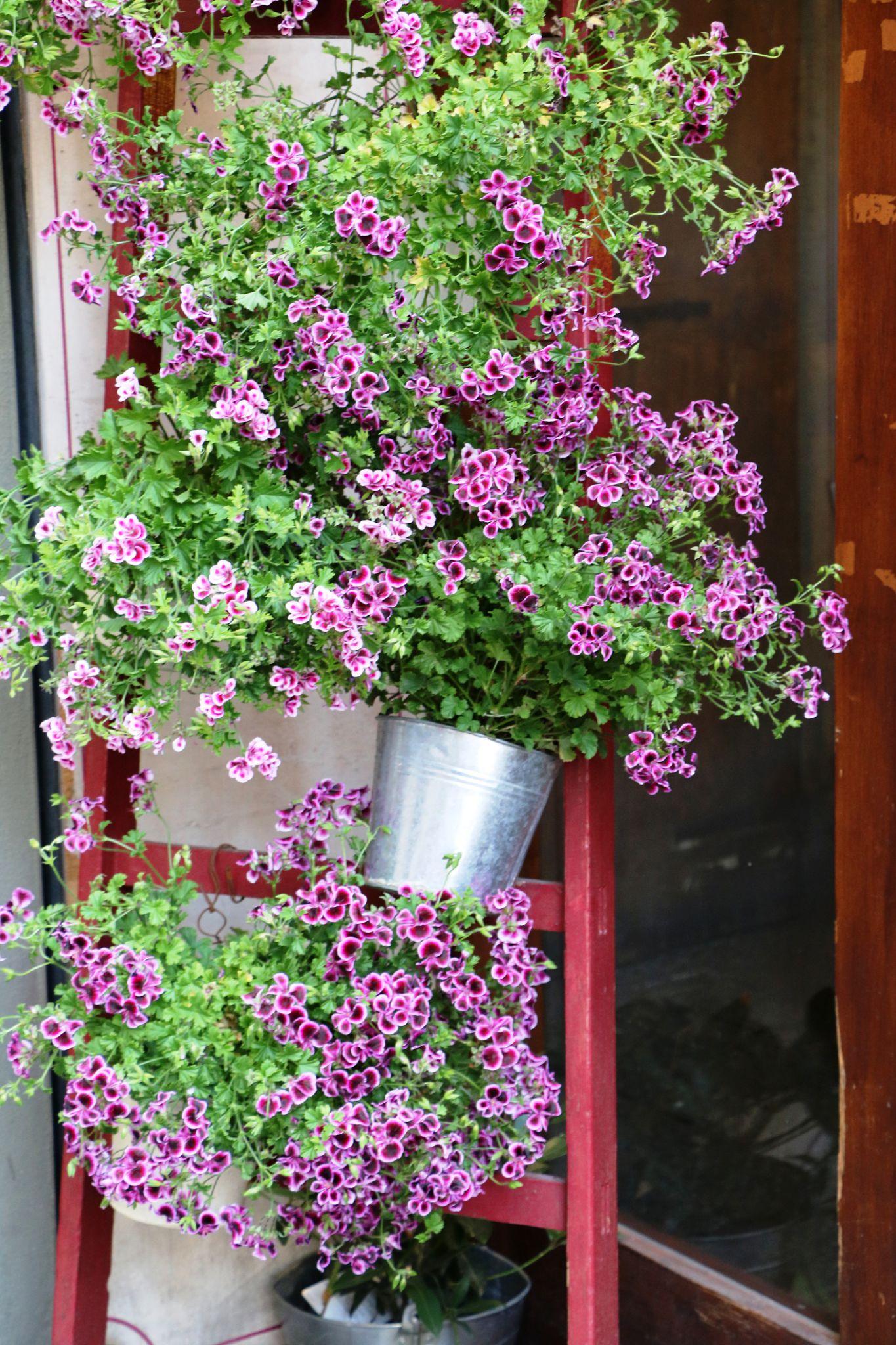 Pelargonium Zonale ‘Pretty Little Pink Splash’