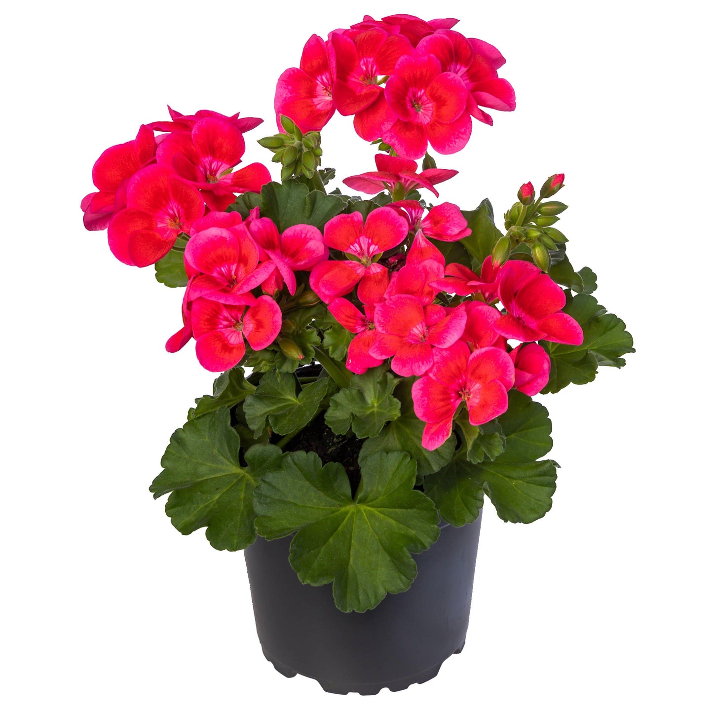 Pelargonium Zonale ‘Pretty Little Pink Splash’