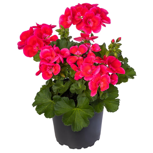 Pelargonium Zonale ‘Pretty Little Pink Splash’