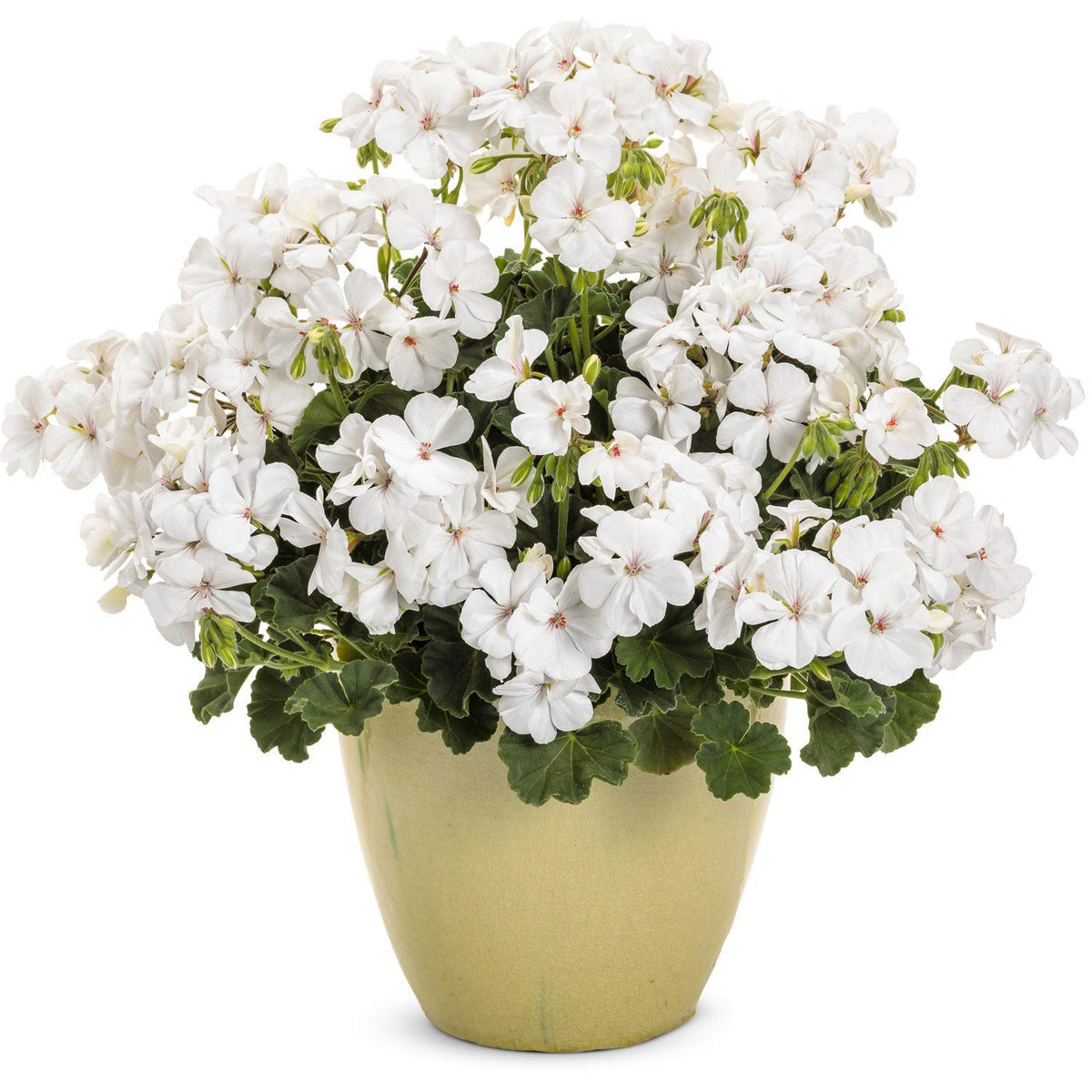 Pelargonium Zonale 'Rocky Mountain White' (White Geranium)