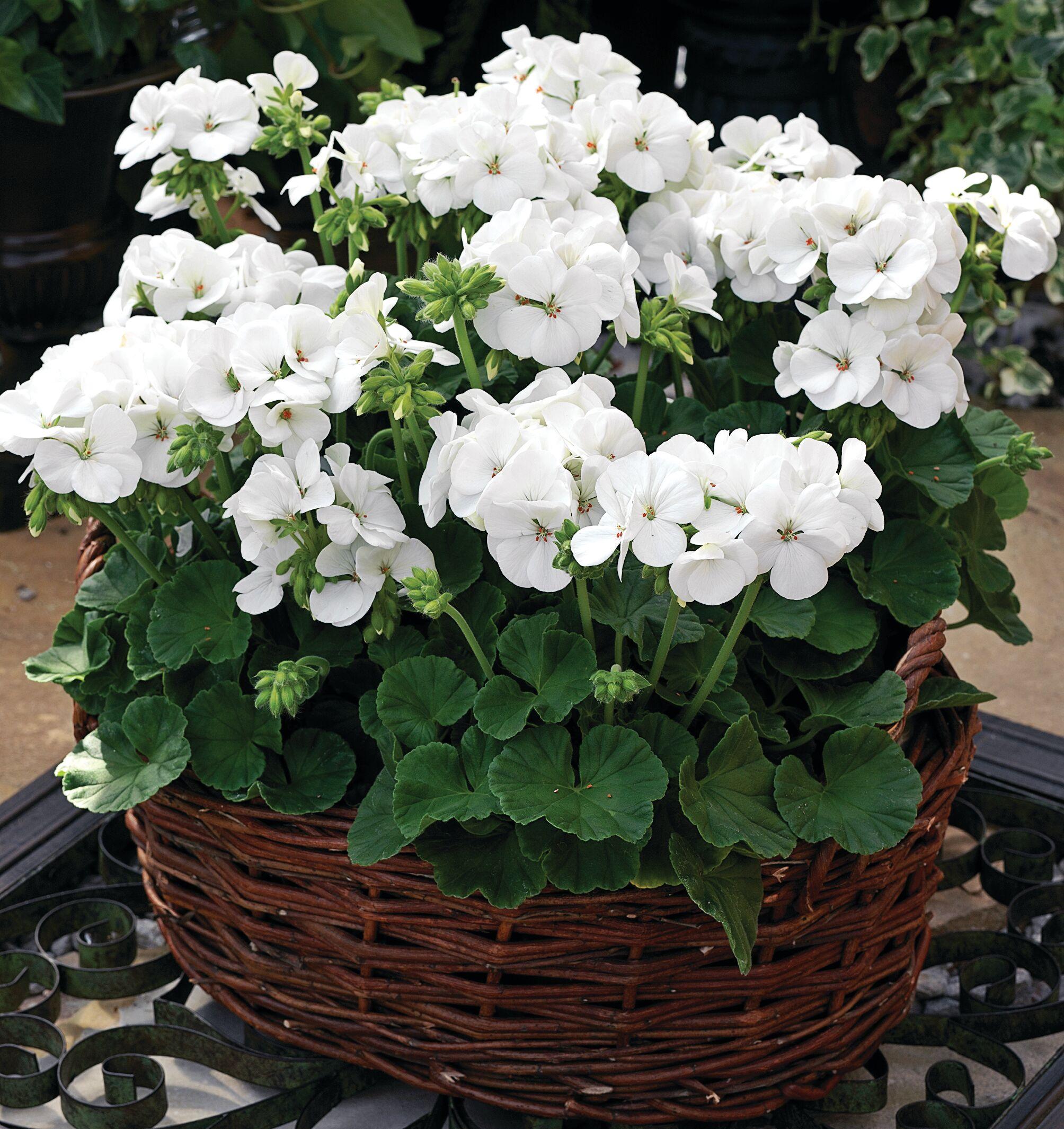 Pelargonium Zonale 'Rocky Mountain White' (White Geranium)