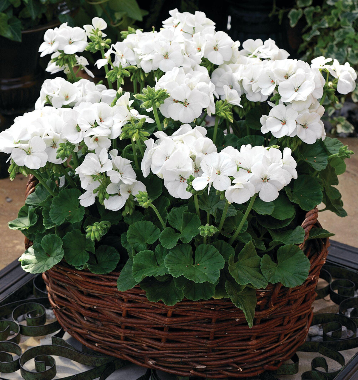 Pelargonium Zonale 'Rocky Mountain White' (White Geranium)