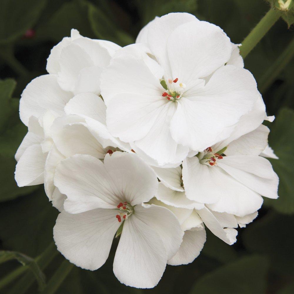 Pelargonium Zonale 'Rocky Mountain White' (White Geranium)