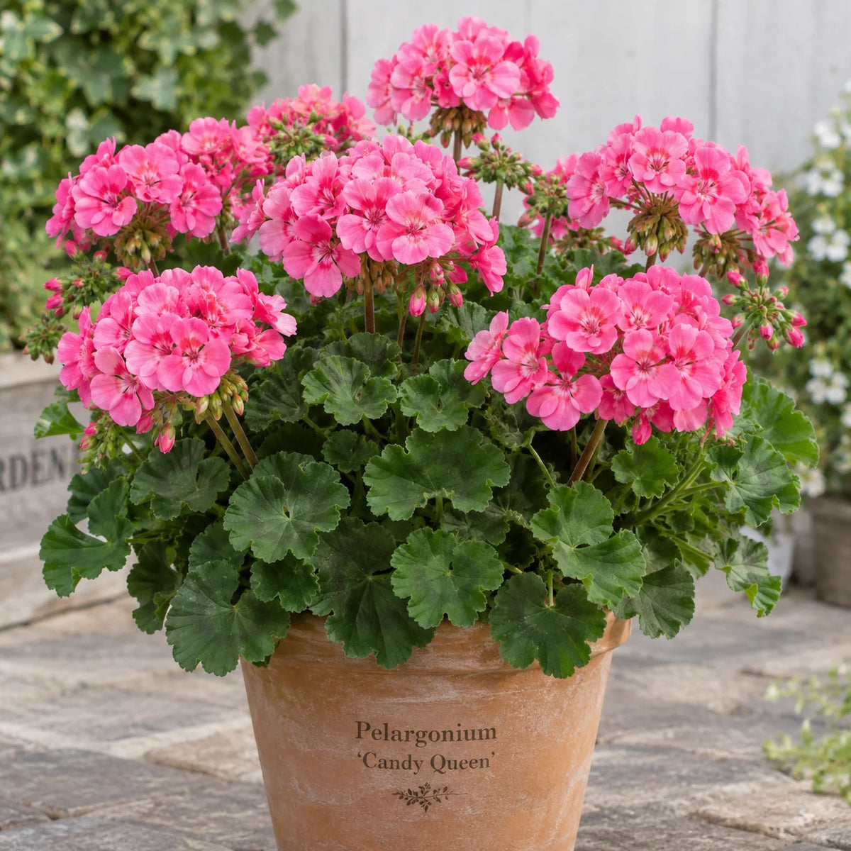 Pelargonium ‘Candy Queen’ (Candy Queen Geranium)