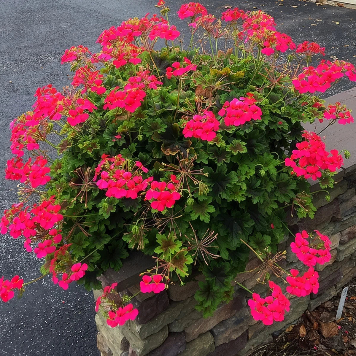 Pelargonium ‘Candy Queen’ (Candy Queen Geranium)