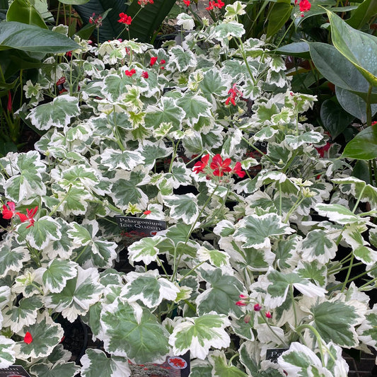 Pelargonium ‘Ice Queen’ (Ice Queen Geranium)