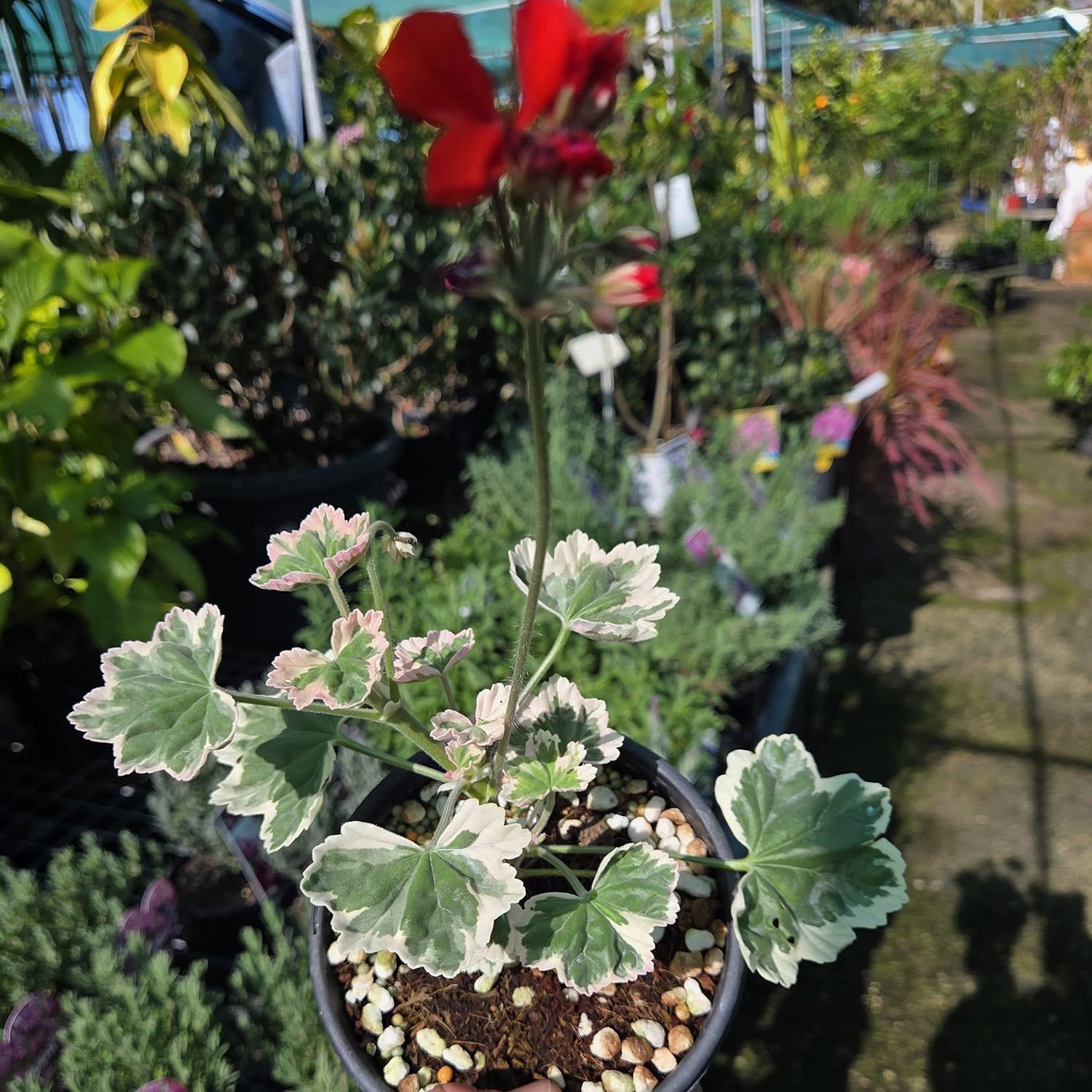 Pelargonium ‘Ice Queen’ (Ice Queen Geranium)