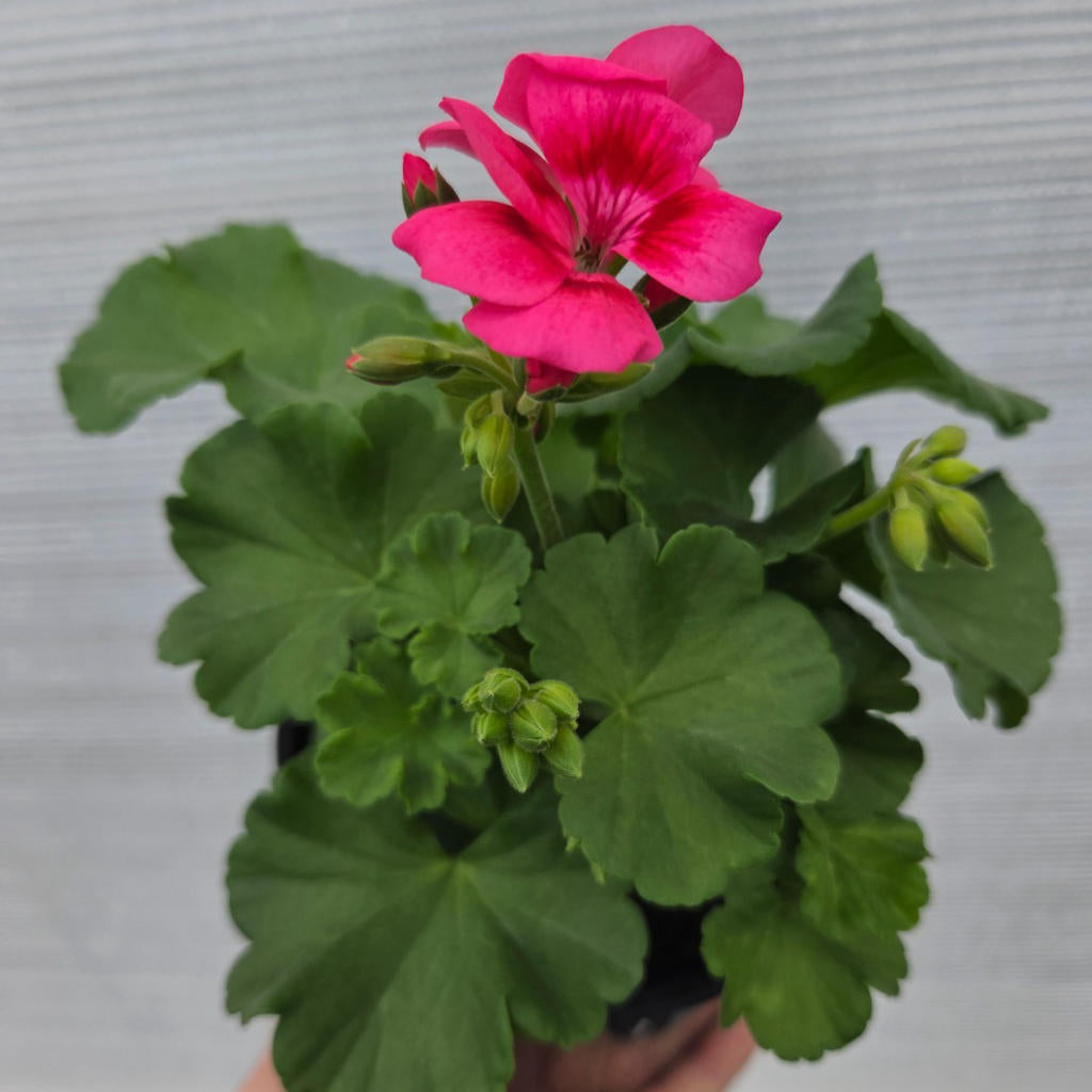 Pelargonium Zonale ‘Pretty Little Pink Splash’