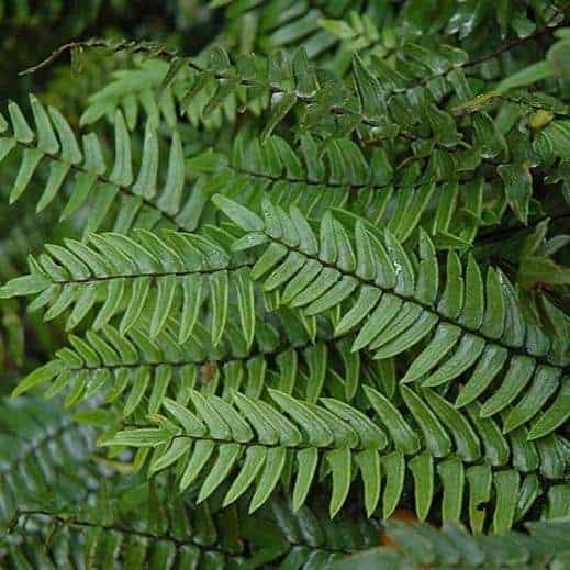 Pellaea falcata (Sickle Fern)