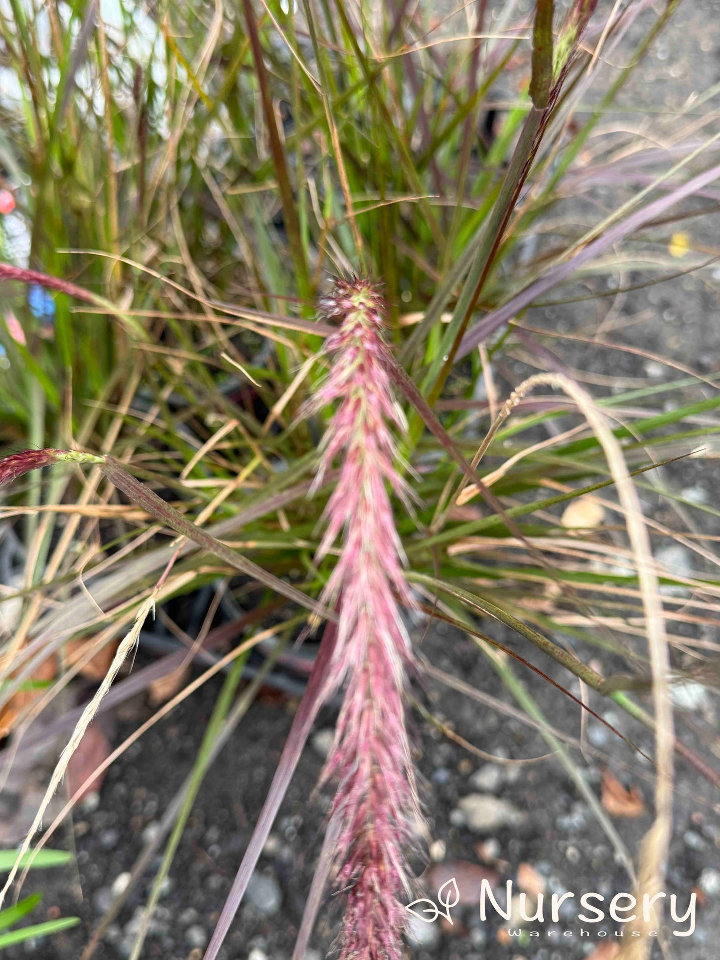 Pennisetum Advena Rubrum Dwarf (Dwarf Purple Fountain Grass)