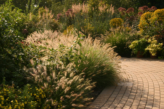 Pennisetum Alopecuroides (Fountain Grass)