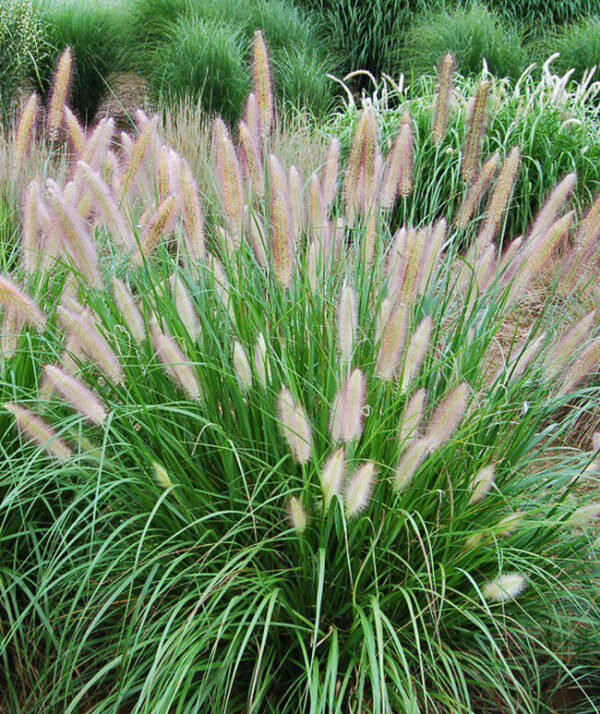 Pennisetum Alopecuroides (Fountain Grass)