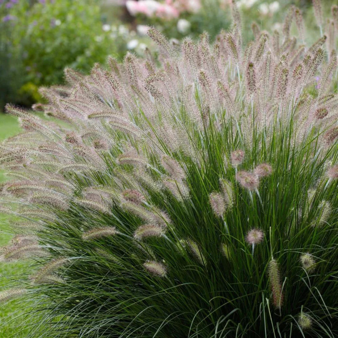 Pennisetum Alopecuroides (Fountain Grass)