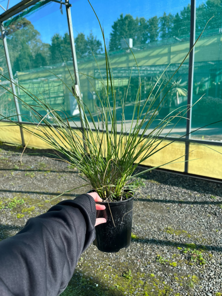 Cenchrus Purpurascens ‘PA300’ Nafray® (Nafray Swamp Foxtail Grass)