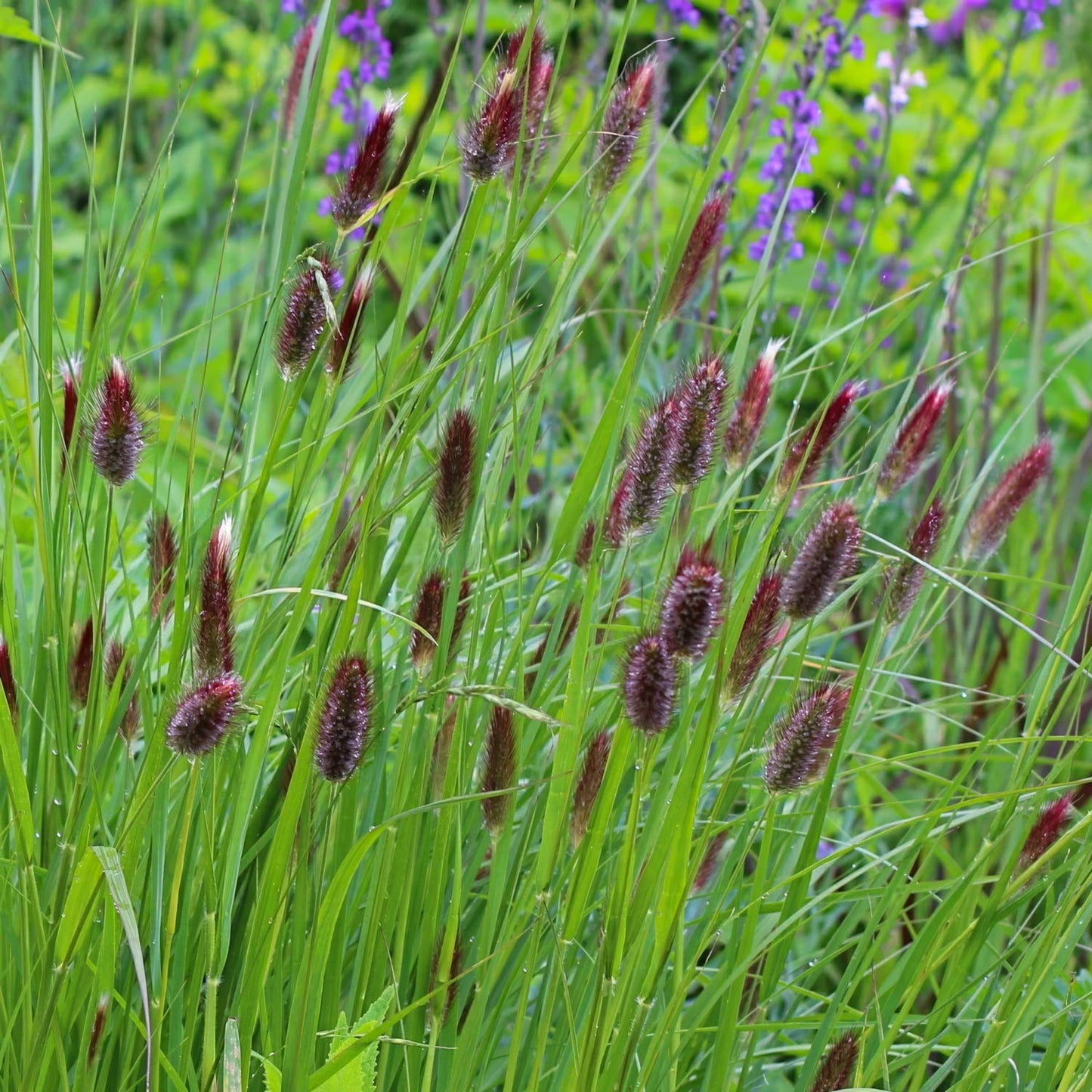 Pennisetum Messiacum Red Buttons (Red Buttons Fountain Grass)