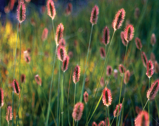 Pennisetum Messiacum Red Buttons (Red Buttons Fountain Grass)