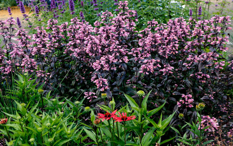 Penstemon digitalis (Dakota Burgundy)