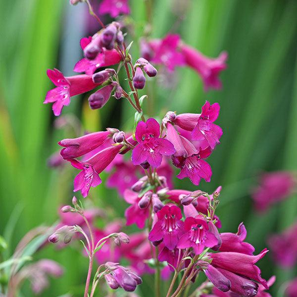 Penstemon Blackbird (Beardtongue ‘Blackbird’)