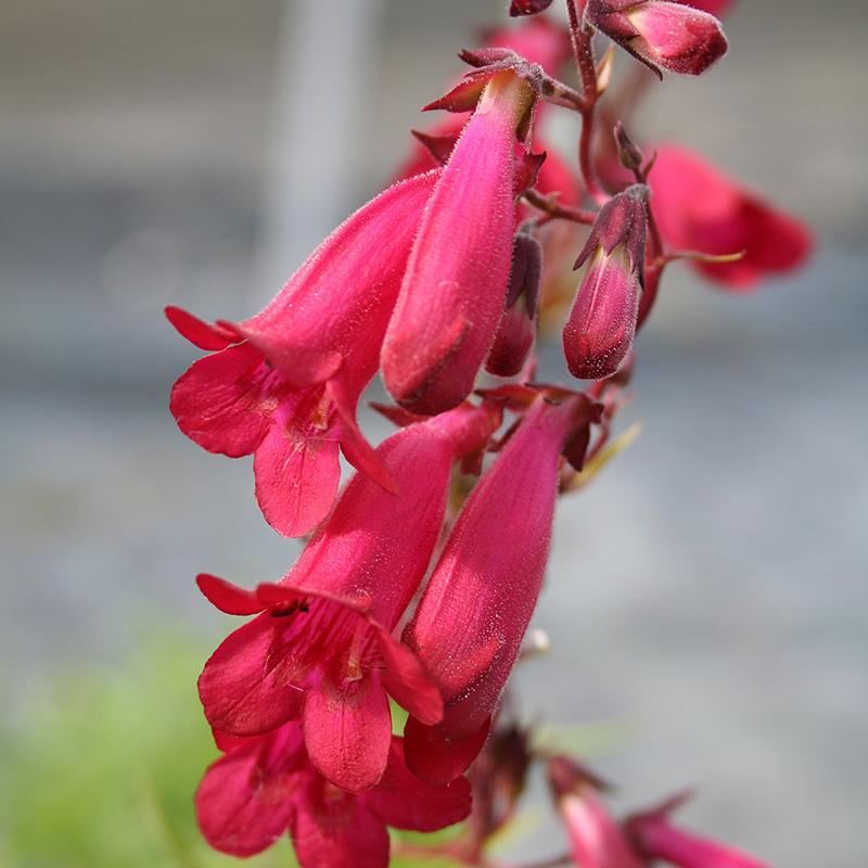Penstemon Garnet (Beardtongue)