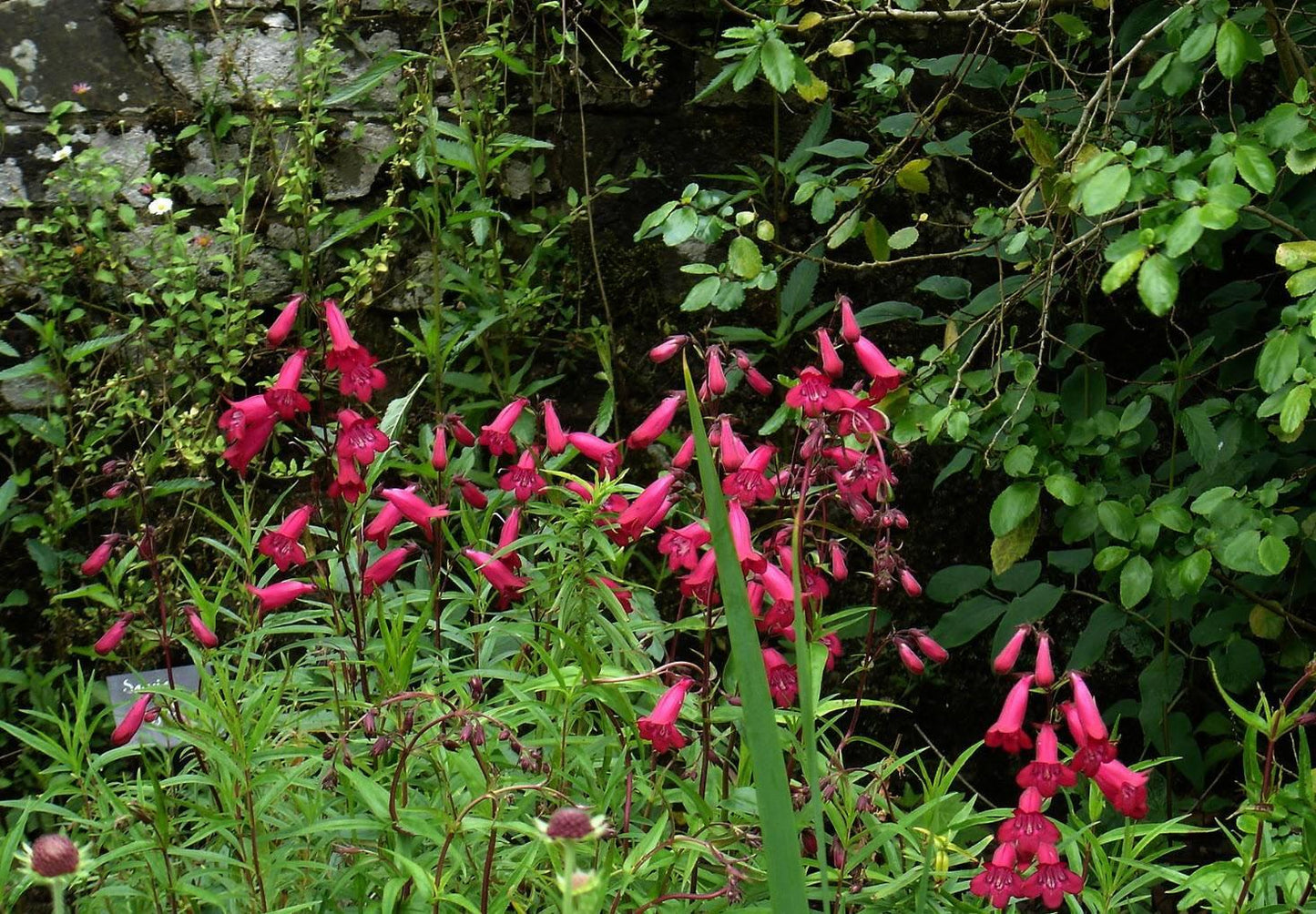 Penstemon Garnet (Beardtongue)
