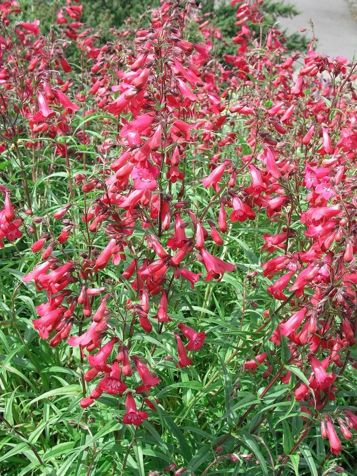 Penstemon Garnet (Beardtongue)