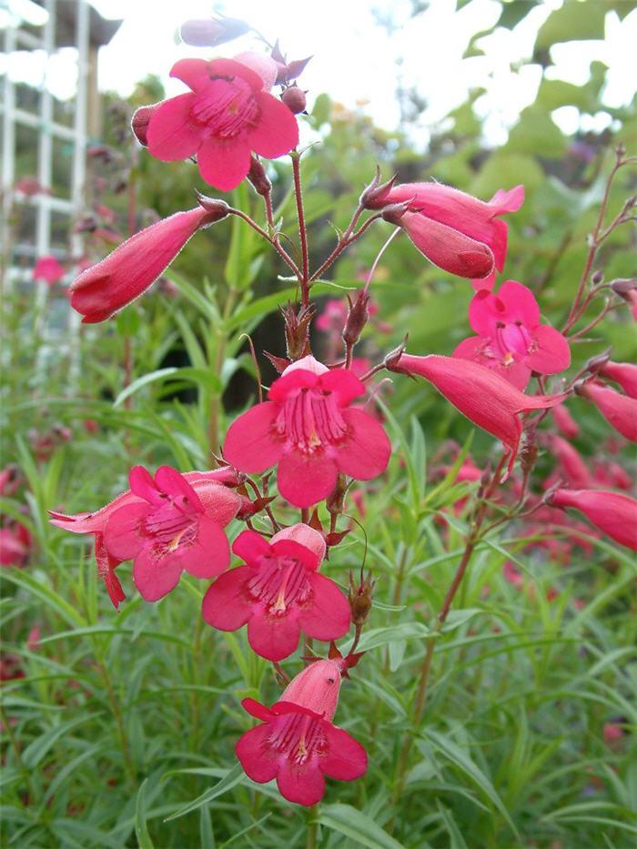 Penstemon Garnet (Beardtongue)