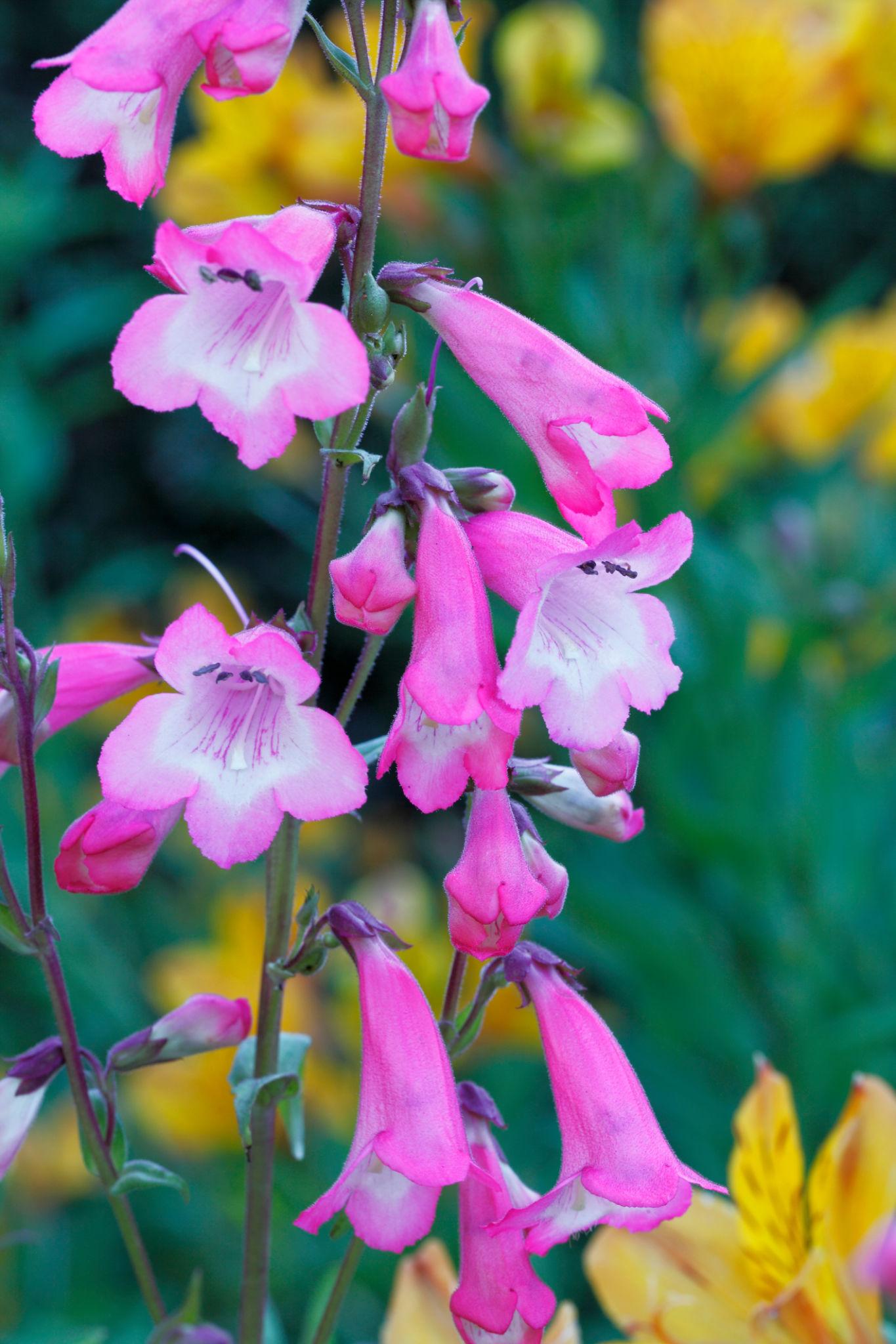 Penstemon Pink Cloud (Beardtongue)