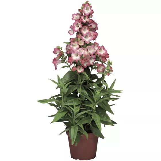 Penstemon Pink Cloud (Beardtongue)