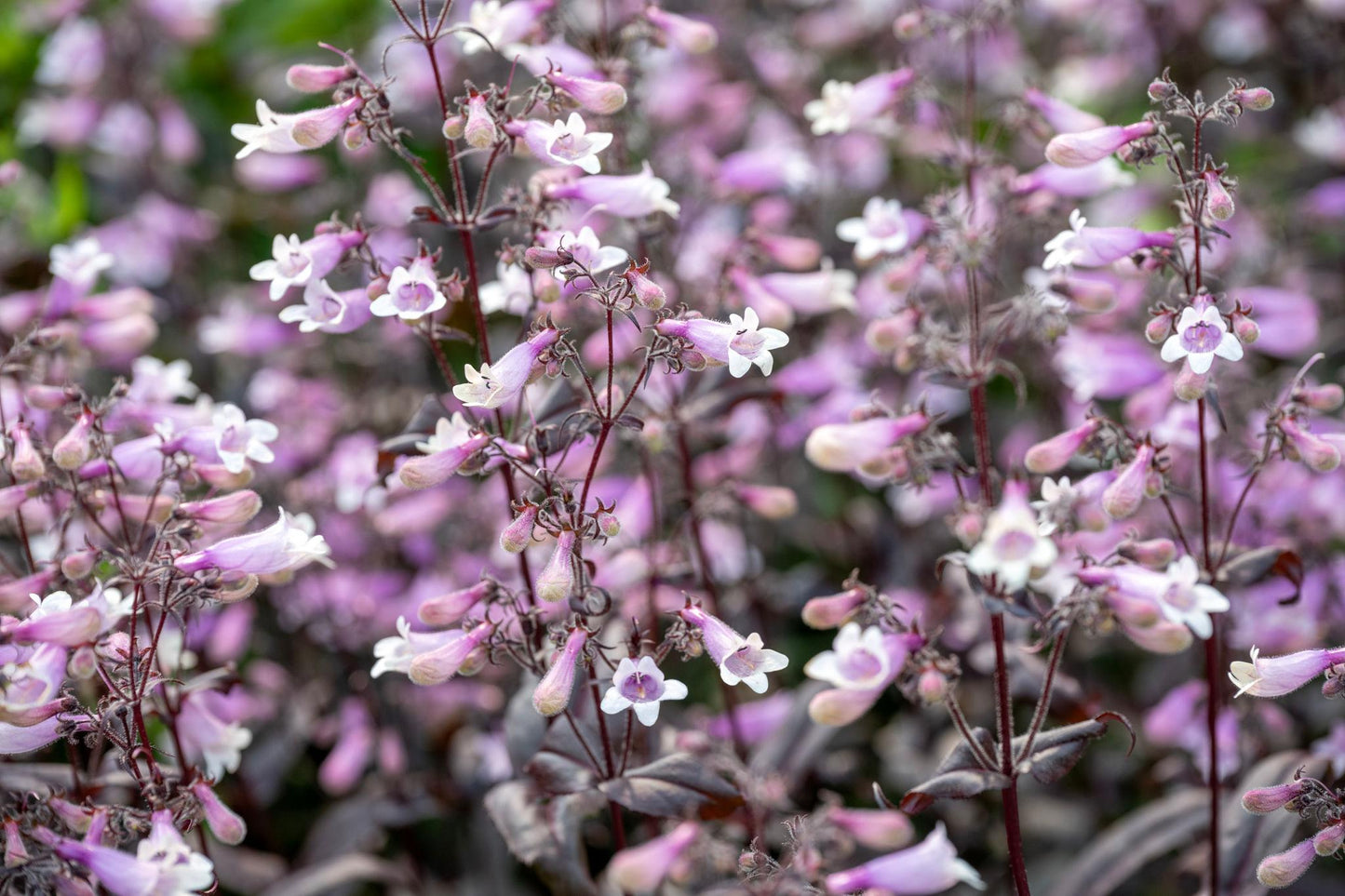 Penstemon Pink Cloud (Beardtongue)