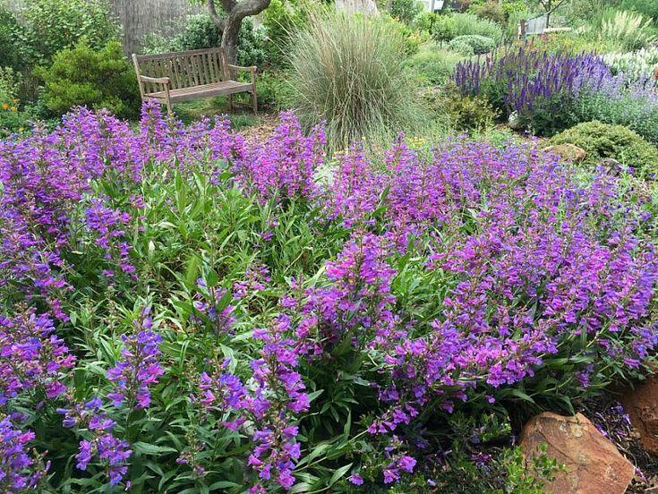 Penstemon 'Catherine De La Mare' (Penstemon Catherine De La Mare)