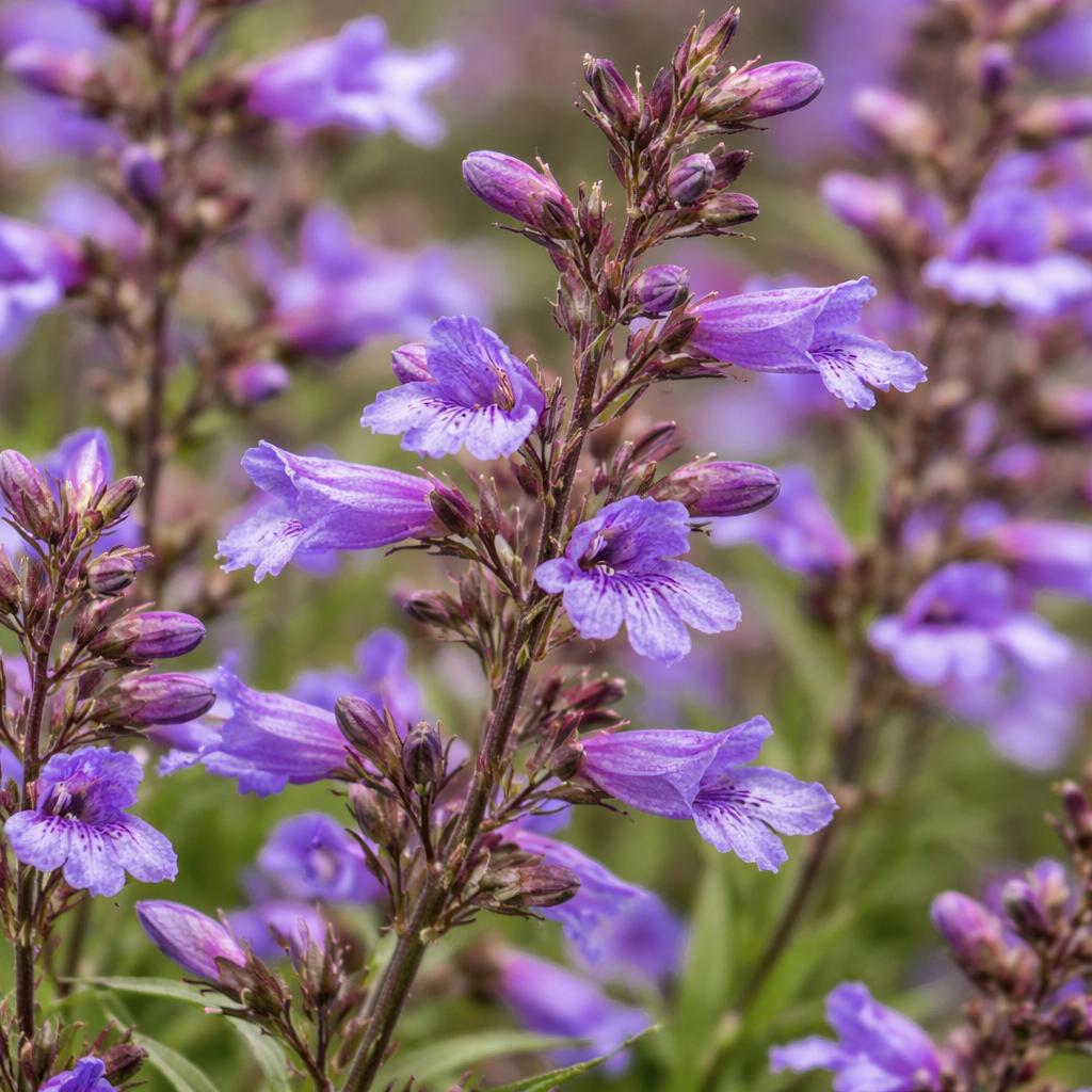 Penstemon 'Catherine De La Mare' (Penstemon Catherine De La Mare)