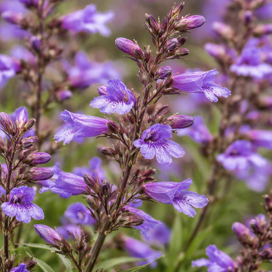 Penstemon 'Catherine De La Mare' (Penstemon Catherine De La Mare)